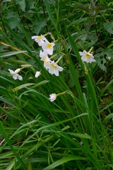 Narcissus × medioluteus, photograph author not stated, no rights reserved