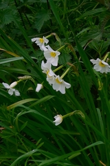 Narcissus × medioluteus, photograph author not stated, no rights reserved