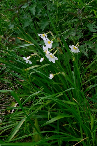 Narcissus × medioluteus, photograph 4
