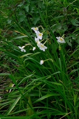 Narcissus × medioluteus, photograph author not stated, no rights reserved