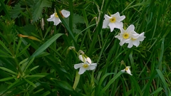 Narcissus × medioluteus, photograph author not stated, no rights reserved