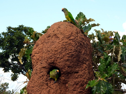 Peach-fronted Parakeet