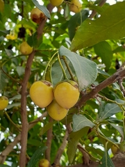 Eriolarynx australis