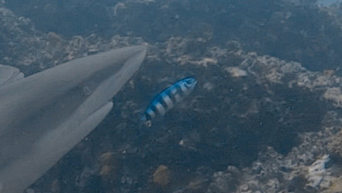 Pilot (Naucrates ductor) — Carangidae
