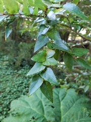 Nothofagus nitida