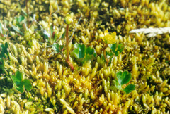 Ranunculus lapponicus