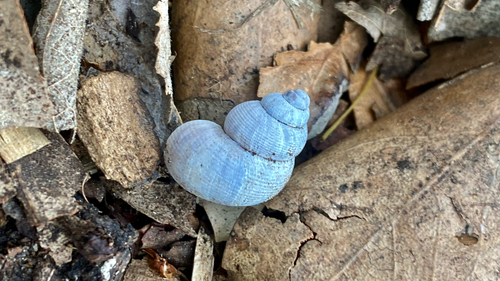 Pomatias elegans
