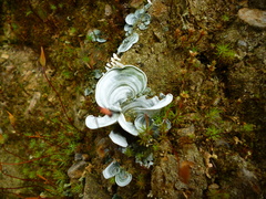 Cora glabrata