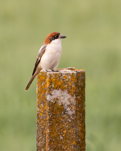 Pie-grièche à tête rousse