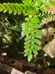 Weinmannia trichosperma