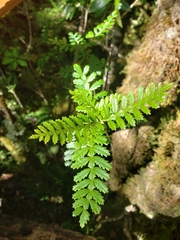Weinmannia trichosperma