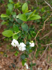 Spiraea prunifolia