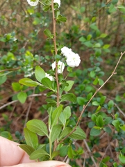 Spiraea prunifolia