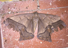 Arsenura ciocolatina