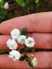 Spiraea prunifolia