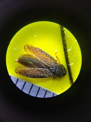 Graphocephala confluens