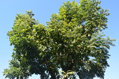 Astronium graveolens