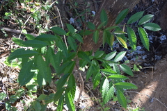 Astronium graveolens