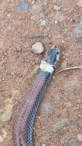 White Collared Blackhead