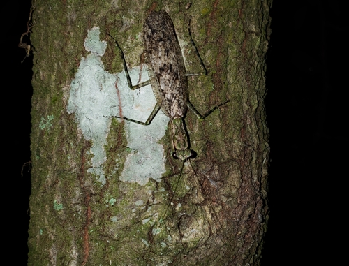 Grizzled Mantis photo 3
