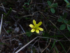Ranunculus lapponicus