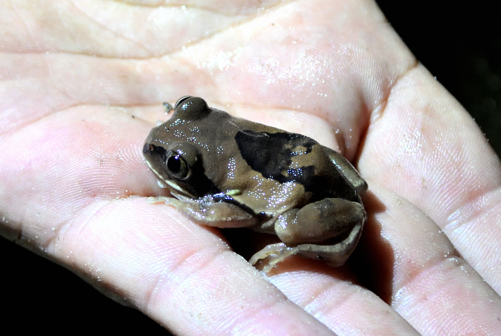 Leptopelis mossambicus Poynton, 1985