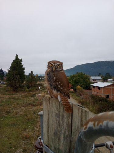 Austral Pygmy-Owl