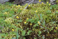 Ranunculus lapponicus