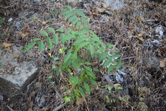 Astronium graveolens