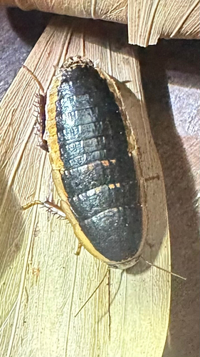 Juxtacalolampra marginata
