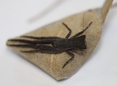 Sidymella bicuspidata