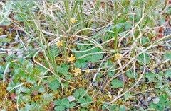 Ranunculus lapponicus