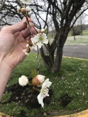 Crataegus aestivalis