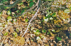 Ranunculus lapponicus