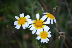 Glebionis coronaria discolor