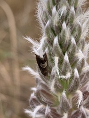 Grapholita tristrigana