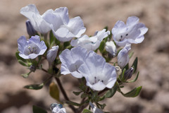 Nolana rhombifolia