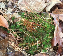 Polytrichastrum ohioense