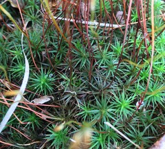 Polytrichastrum ohioense