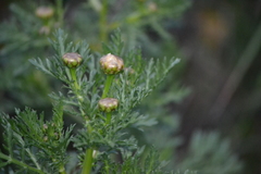 Glebionis coronaria discolor