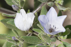Nolana rhombifolia