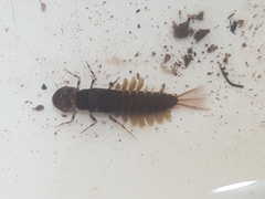 Ameletopsis perscitus