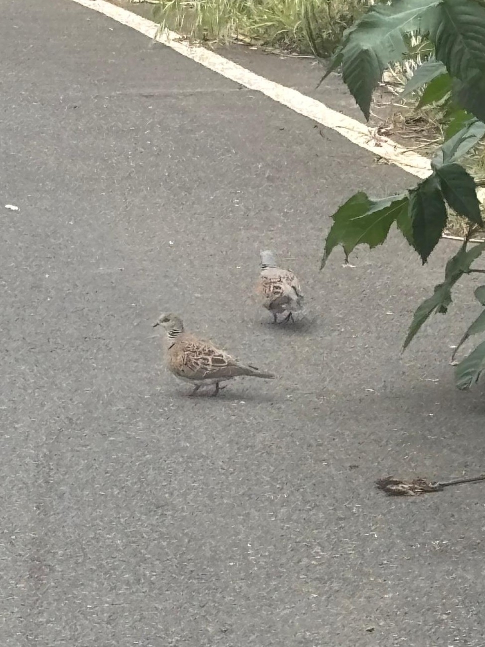 European Turtle Dove (Streptopelia turtur), photo 5