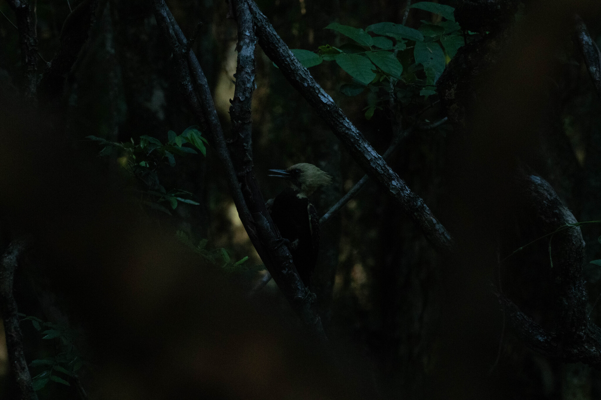 Pale-crested Woodpecker (Celeus lugubris), photo 9