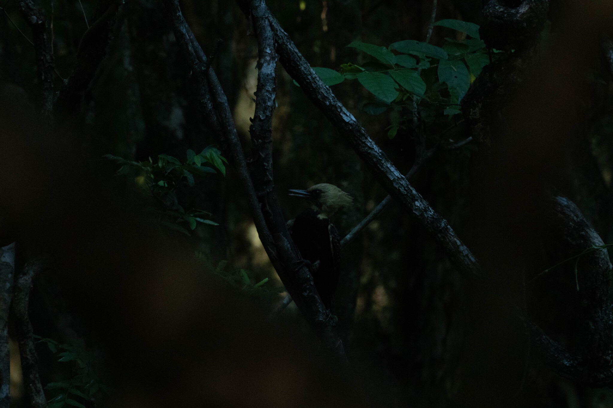 Pale-crested Woodpecker (Celeus lugubris), photo 10