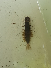 Ameletopsis perscitus