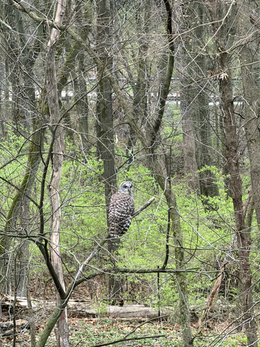 Barred Owl photographed in Nebraska
