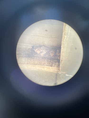 iNaturalist observation photo of Pallid Bat