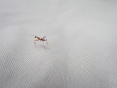 Camponotus etiolipes