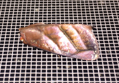 Hemicephalis